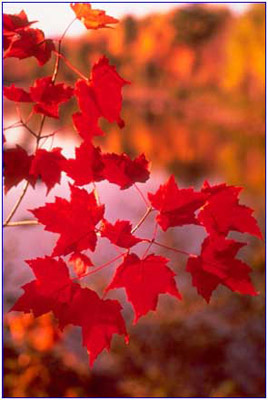 秋日無限「楓」情二--尋找中國最美的秋天