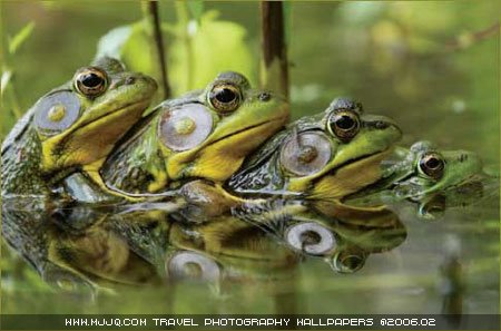 圖文：《國家野生生物》獲獎作品-四隻青蛙