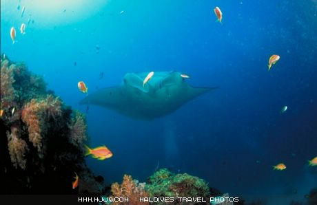 文件 : <FONT COLOR='green'>maldives_049.jpg</FONT> <BR> 尺寸 : <FONT COLOR='green'>460 × 298</FONT> 像素 <BR> 大小 : <FONT COLOR='green'> -- </FONT> KB