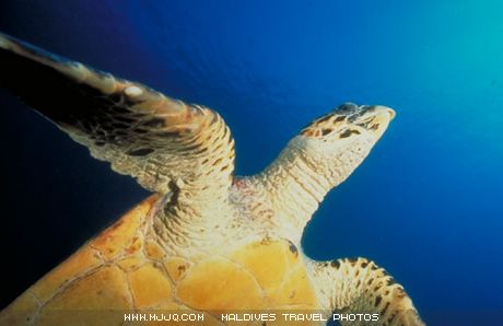 文件 : <FONT COLOR='green'>maldives_055.jpg</FONT> <BR> 尺寸 : <FONT COLOR='green'>460 × 298</FONT> 像素 <BR> 大小 : <FONT COLOR='green'> -- </FONT> KB