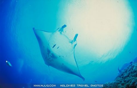 文件 : <FONT COLOR='green'>maldives_058.jpg</FONT> <BR> 尺寸 : <FONT COLOR='green'>460 × 298</FONT> 像素 <BR> 大小 : <FONT COLOR='green'> -- </FONT> KB