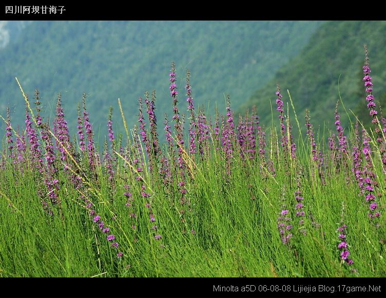 图片:甘海子风景区