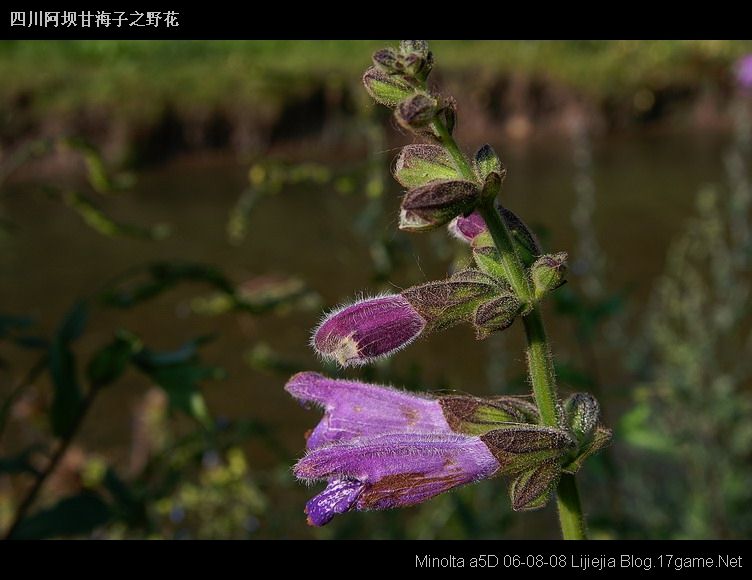 图片:甘海子风景区