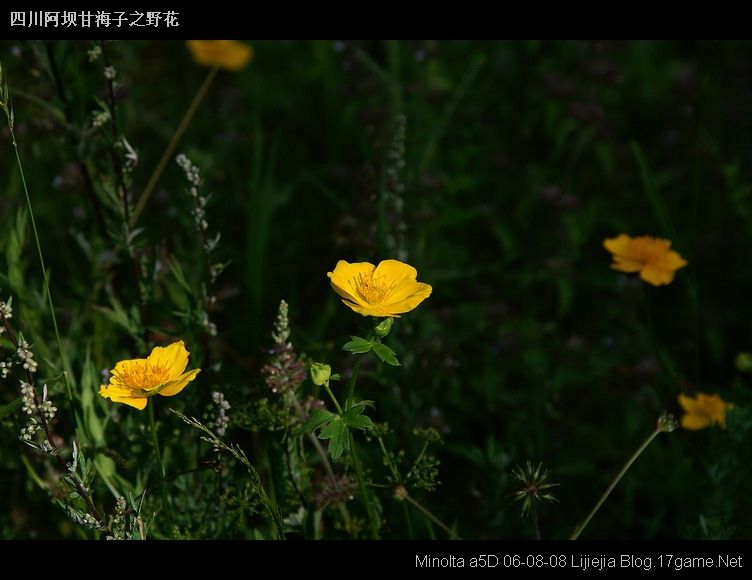 图片:甘海子风景区