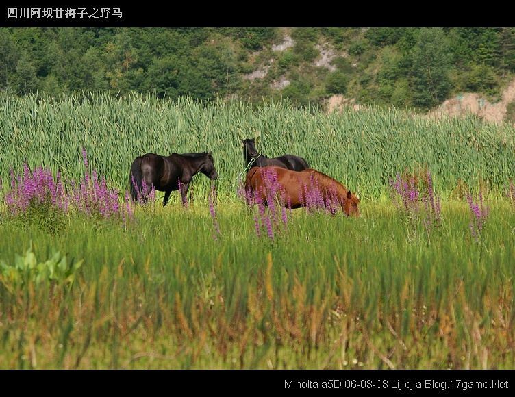 图片:甘海子风景区