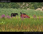 图片:甘海子风景区