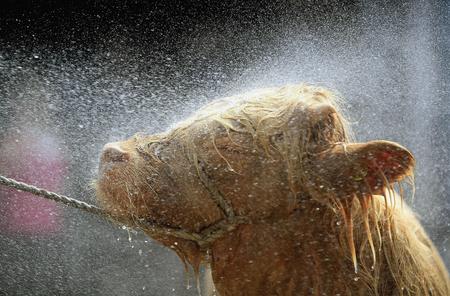 图文:一头高地牛犊在橡皮水管下冲凉