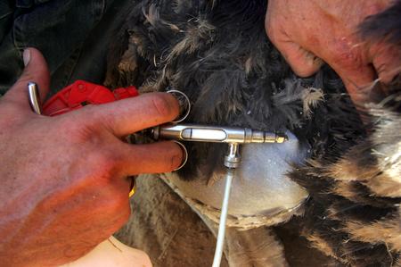 图文:一家农场正在给饲养的鸵鸟幼仔打疫苗