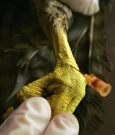图文:兽医正在为一只迁徙来的猎鹰抽血检查