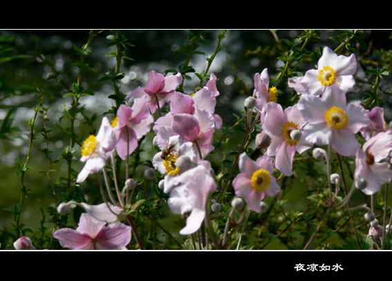 九寨沟风光图片.Jiuzhaigou Photos