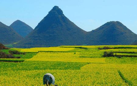  _走进罗平：金灿灿的高原花海_乐途旅游网