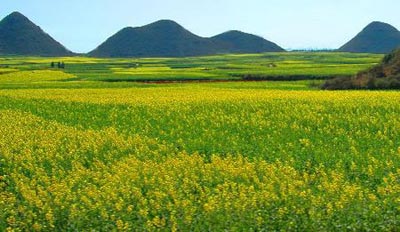  _走进罗平：金灿灿的高原花海_乐途旅游网