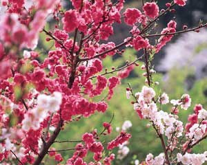 京郊寻花_京郊五大