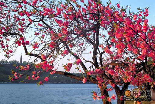 夹岸桃花蘸水开_