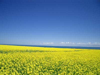 青海油菜花