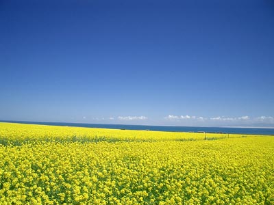 青海油菜花