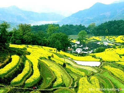 江南油菜花