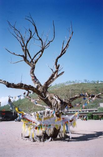 图片：塔尔寺