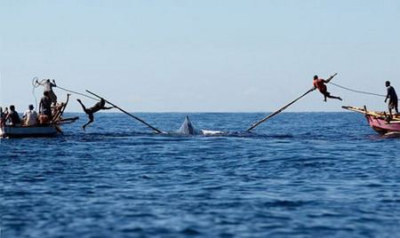 印尼原始岛民海上撑竿飞跃捕巨鲸(图)