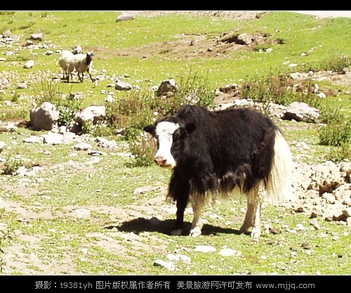 西藏珠峰旅游图片