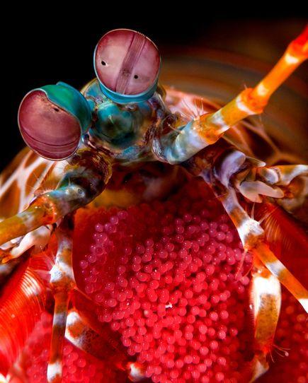 2010年最佳海底摄影照片：卵的忠实保护者