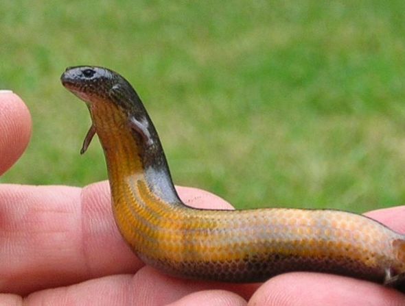  澳大利亚蜥蜴进化为“胎生”