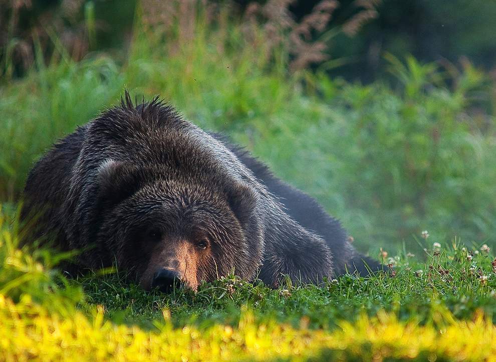 图片：2010年美国国家地理摄影大赛作品欣赏-阿拉斯加州科迪亚克岛布什金河畔的棕熊