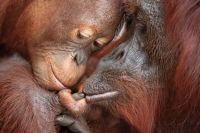 图片：猩猩妈妈与幼仔