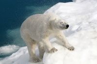 图片：北极熊