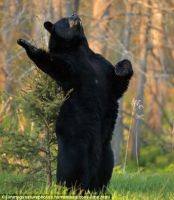图片：黑熊