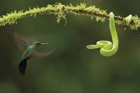 图片：绿顶辉蜂鸟与竹叶青蛇