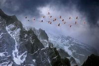 图片：派纳山与智利火烈鸟