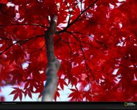 美国国家地理图片:马里兰的秋天，整树的鲜红色枫叶