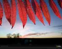 美国国家地理图片:堪萨斯国家高草草原自然保护区，红色的漆树叶