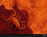 美国国家地理图片:美国大峡谷中橙色的蝎子，蝎子已经在地球上生活了几亿年