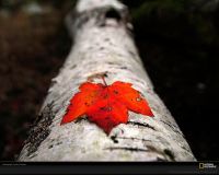 美国国家地理图片:美国缅因州阿卡迪亚国家公园拍摄到的落下的红色枫叶