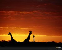 美国国家地理图片:博茨瓦纳北部奥卡万戈三角洲，三只长颈鹿在夕阳中伸长了脖子
