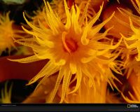 美国国家地理图片:印尼Sangeang火山岛附近，太阳花珊瑚展示着它的橙色触须1