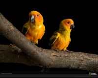 美国国家地理图片:南达科他水镇，两只太阳鹦鹉在树枝上休憩