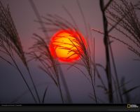 美国国家地理图片:日本蒲苇草后日落的太阳，散发着温暖的橙色