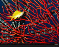 美国国家地理图片:斐济 小热带鱼和红珊瑚