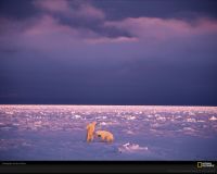 美国国家地理图片:加拿大丘吉尔港，两只北极熊在紫色的落日余辉下打闹