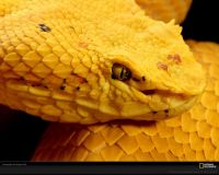 美国国家地理图片:睫毛蝰蛇是中美洲和南美洲土生土长的品种，它们有着多种颜色的外表