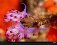 美国国家地理图片:斐济附近的紫色祼鳃动物，这些无壳的软体动物通常都拥有非常鲜艳的颜色