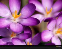 美国国家地理图片:微距下的紫罗兰，金黄色的花蕾点缀在紫色的花瓣上