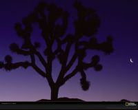 美国国家地理图片:加州莫哈维沙漠的一颗约书亚树，树名乃由摩门教拓荒者所取