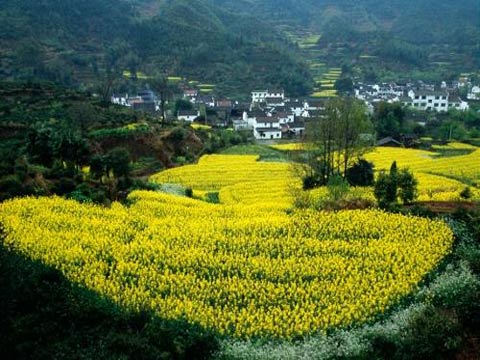图片：陕西黄土高原油菜花