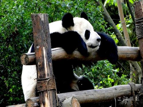 图片：去成都不可不做的八件事-大熊猫