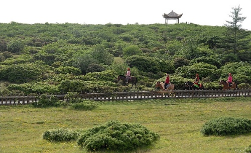 景点介绍：格萨拉风景区