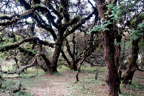 景点介绍：格萨拉风景区